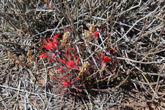 Castilleja scabrida scabrida