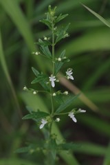 Teucrium trifidum