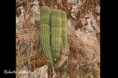 Trichocereus schickendantzii