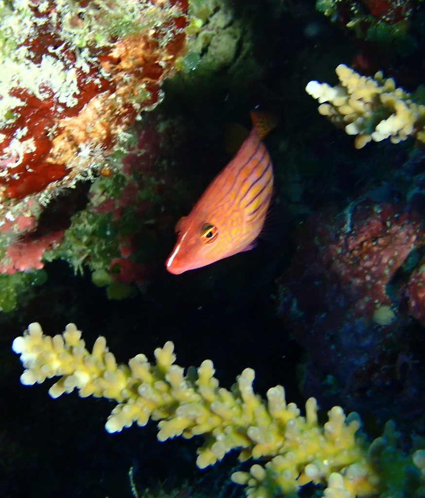 Eight-lined Wrasse