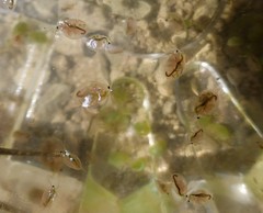 Daphnia