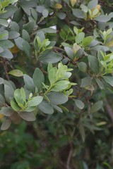 Pterocelastrus tricuspidatus