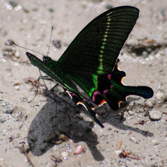 Papilio krishna