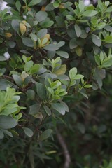 Pterocelastrus tricuspidatus