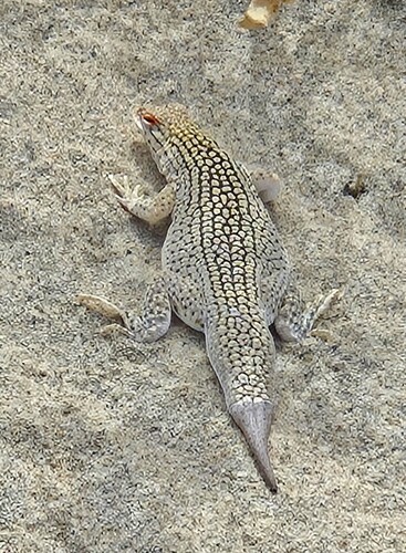 Fringe-toed Lizard