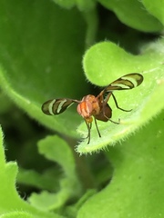 Tritoxa incurva