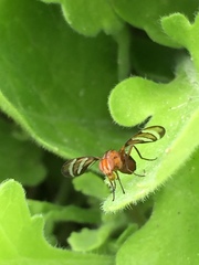 Tritoxa incurva