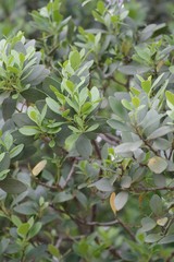 Pterocelastrus tricuspidatus