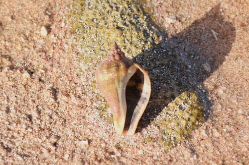 Melongena bispinosa