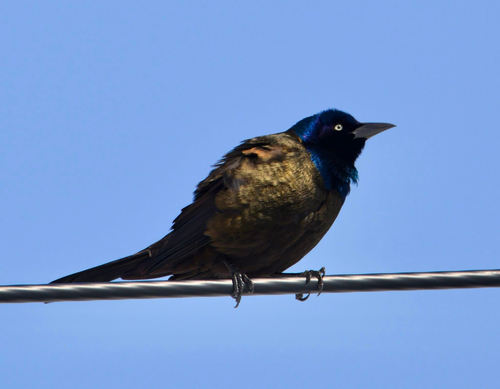 Common Grackle