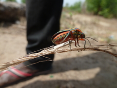 Heteroptera