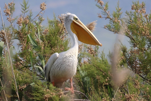 iNaturalist image