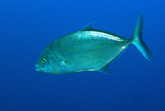 Ferdauia orthogrammus