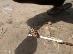 Heteroptera