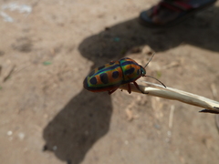 Heteroptera
