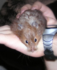 Mesocricetus auratus