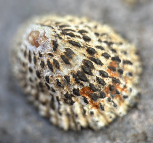 Patella piperata