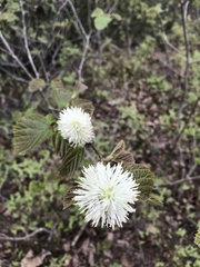Fothergilla