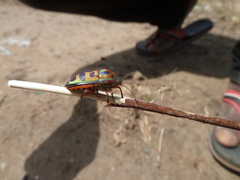 Heteroptera