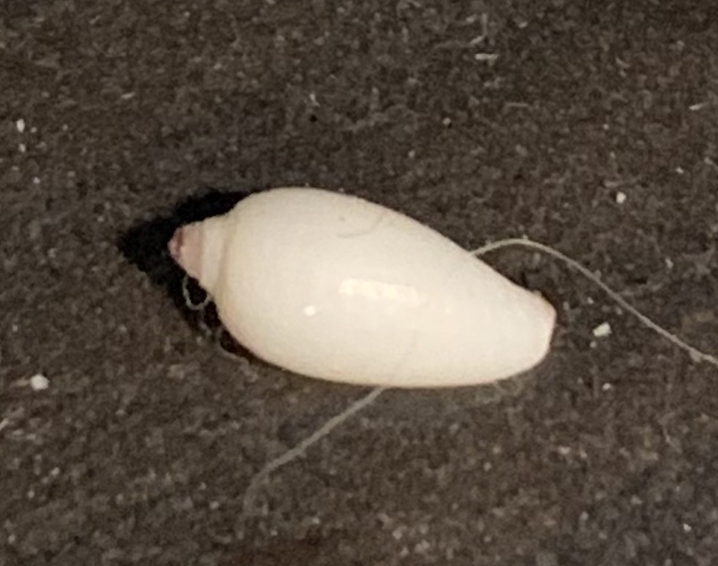 Scabricola olivaeformis