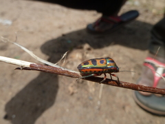 Heteroptera