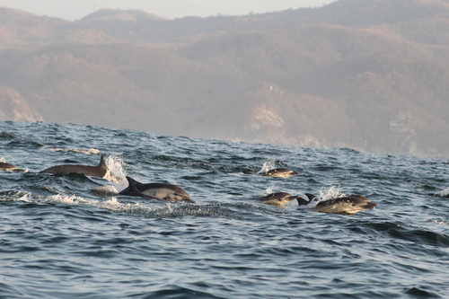 Delphinus delphis