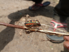 Heteroptera