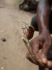 Heteroptera