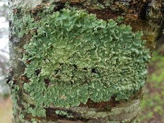 Crespoa crozalsiana