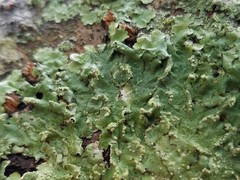 Crespoa crozalsiana