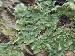 Crespoa crozalsiana