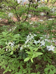 Rhododendron alabamense