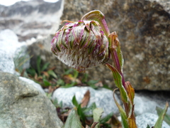 Senecio serratifolius