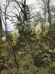 Fothergilla