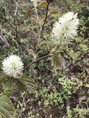 Fothergilla