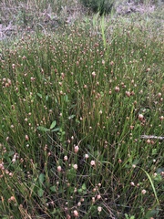 Eleocharis montevidensis