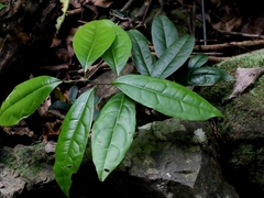 Sabia limoniacea