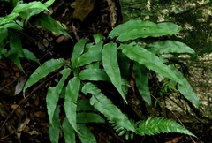 Diplazium maonense
