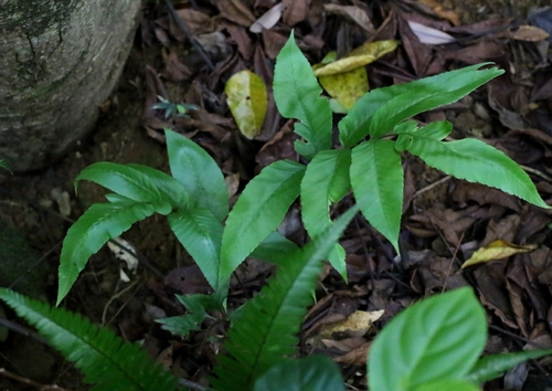 Diplazium maonense, photograph 1
