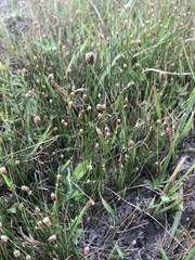 Eleocharis montevidensis