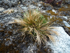 Festuca floribunda