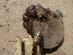 Heteroptera