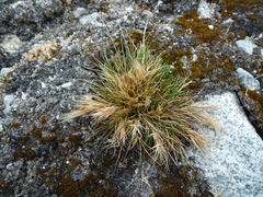 Festuca floribunda
