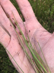 Eleocharis montevidensis