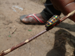Heteroptera