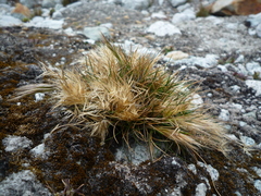 Festuca floribunda