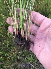 Eleocharis montevidensis