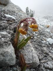 Senecio rhizomatus