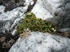 Draba lapaziana