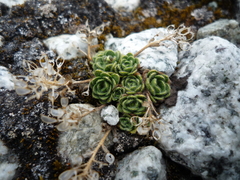 Draba lapaziana